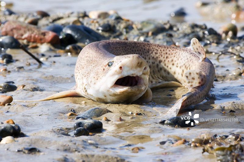 狗鲨图片素材