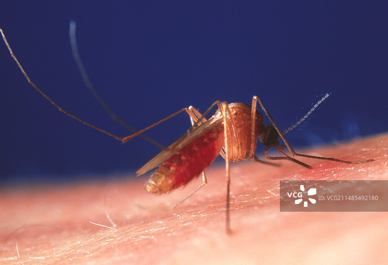 喂蚊子图片素材