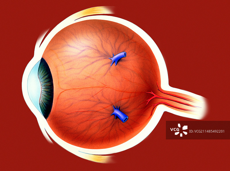 人类的眼睛图片素材