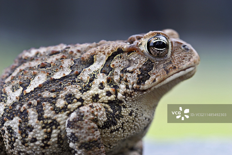 普通蟾蜍图片素材