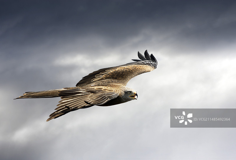 飞行中的黑鸢图片素材