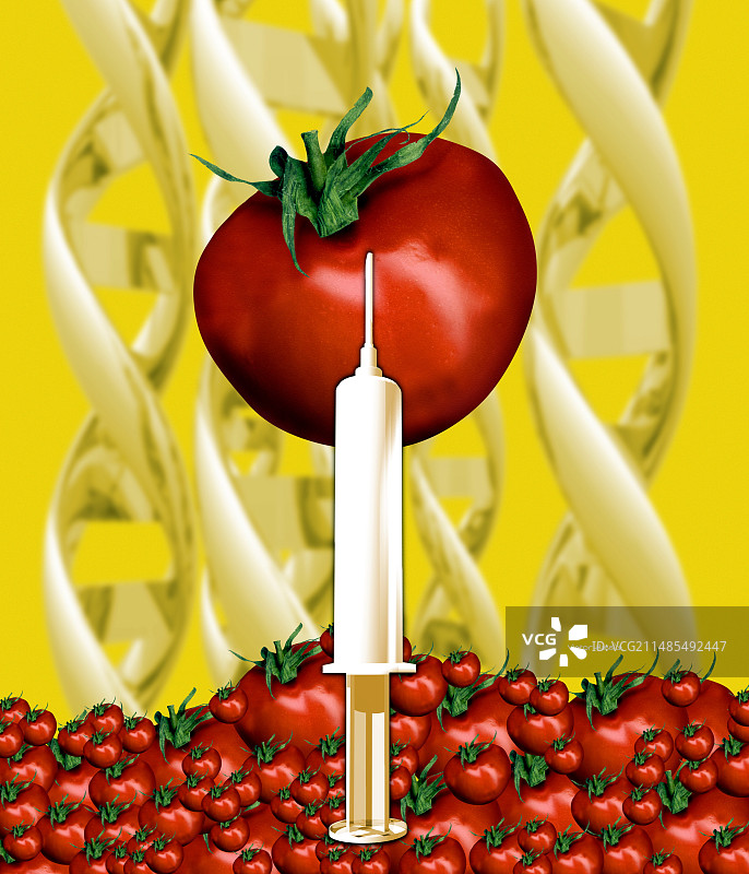 基因工程改造番茄图片素材