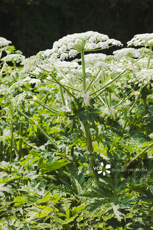 大豕草图片素材