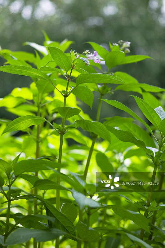 凤仙花图片素材