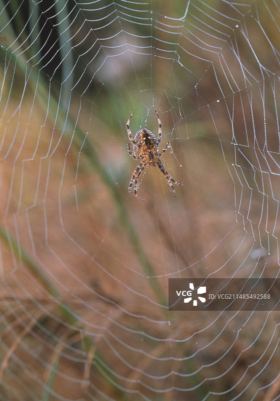 蜘蛛网图片素材