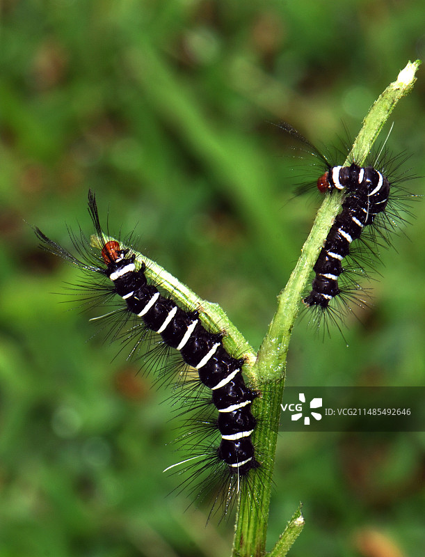 蛾幼虫进食图片素材
