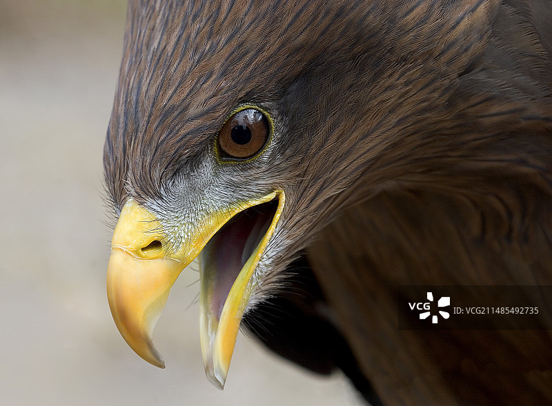 黄嘴鸢图片素材