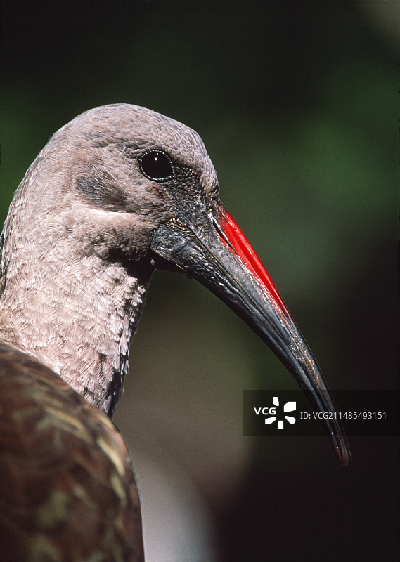 非洲灰䴉图片素材