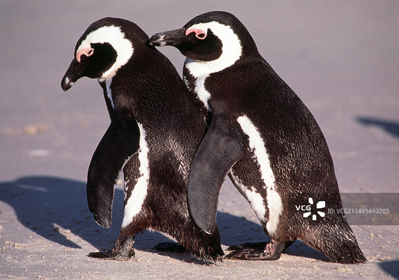 黑脚企鹅图片素材