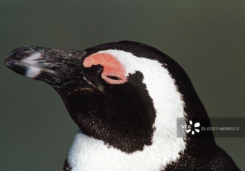黑足企鹅图片素材