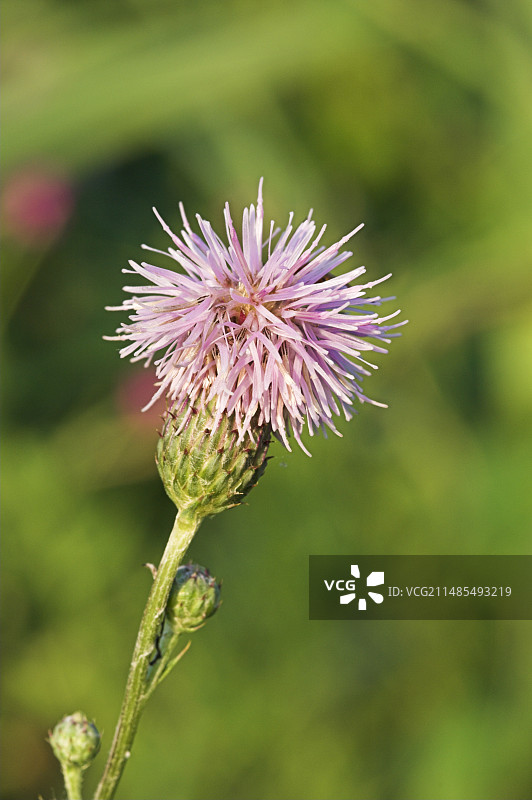 锯齿草(Serratula tinctoria)图片素材