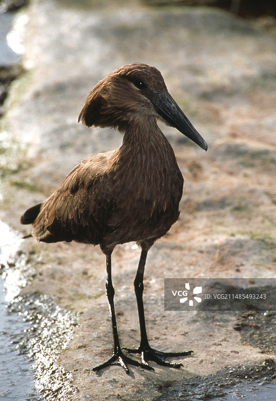锤头鹳图片素材