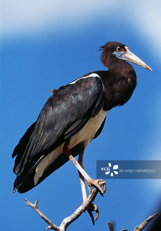 阿布迪木鹳图片素材