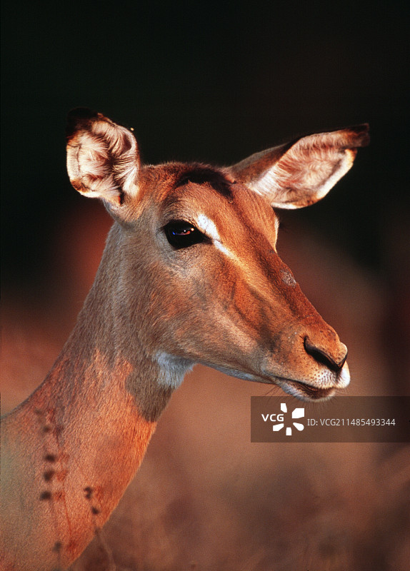 雌性黑斑羚图片素材