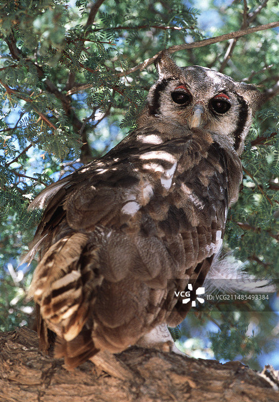 牛奶雕鸮图片素材