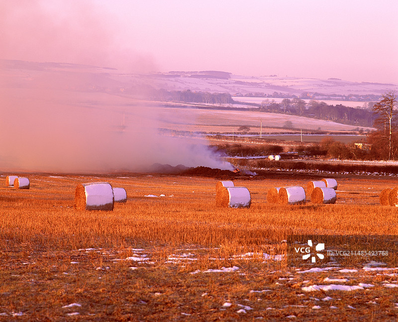 口蹄疫图片素材