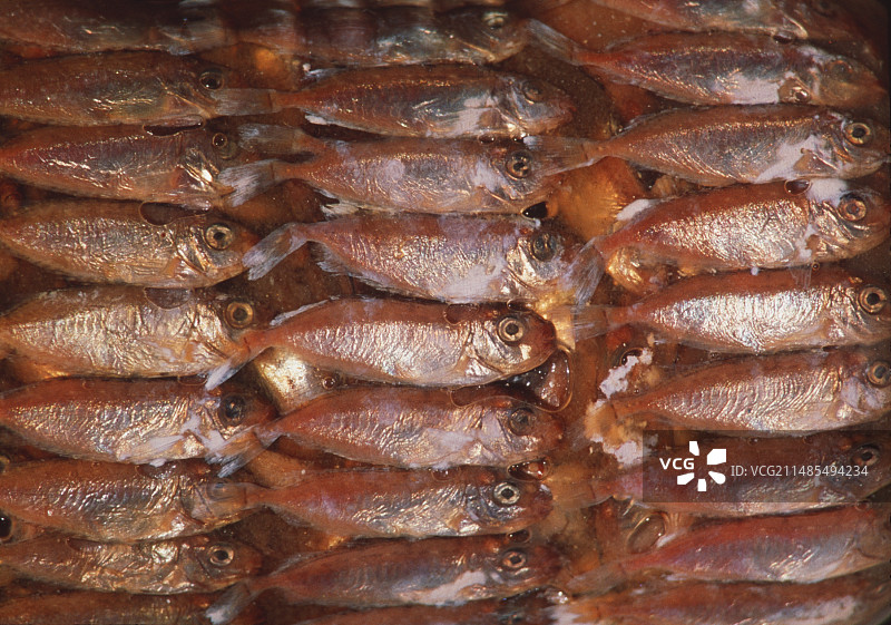 咸味蓝子鱼图片素材