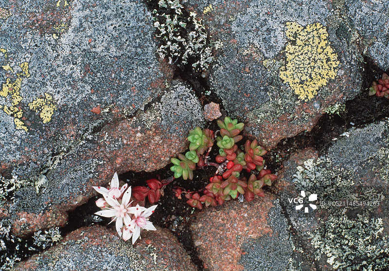 景天植物图片素材
