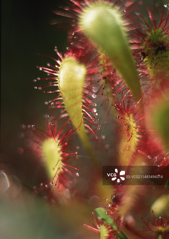 茅膏菜植物叶子图片素材