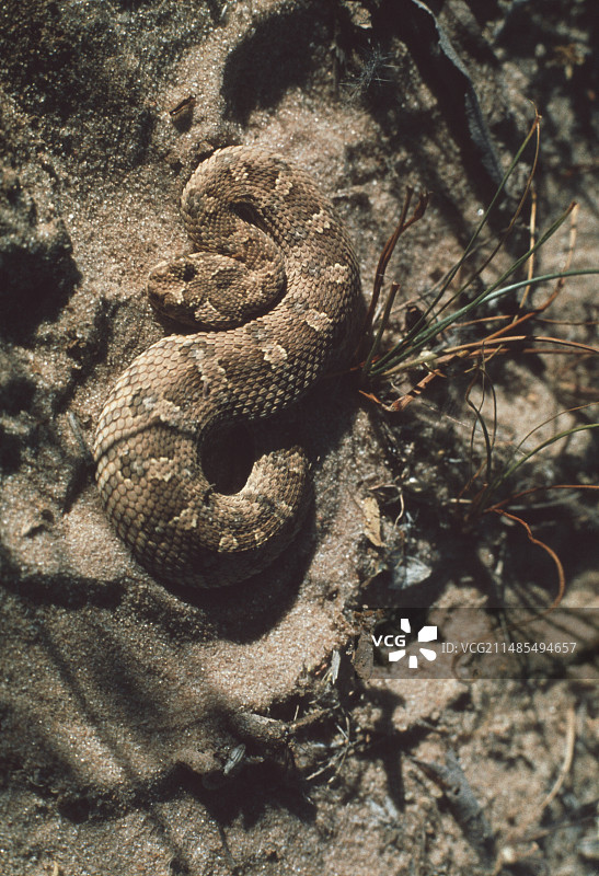 加蓬咝蝰图片素材