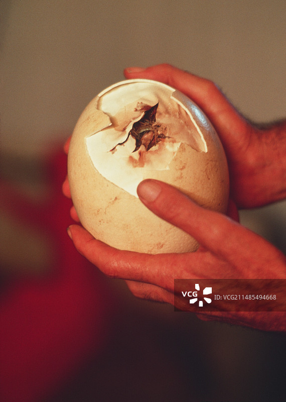 正在孵化的鸵鸟蛋图片素材