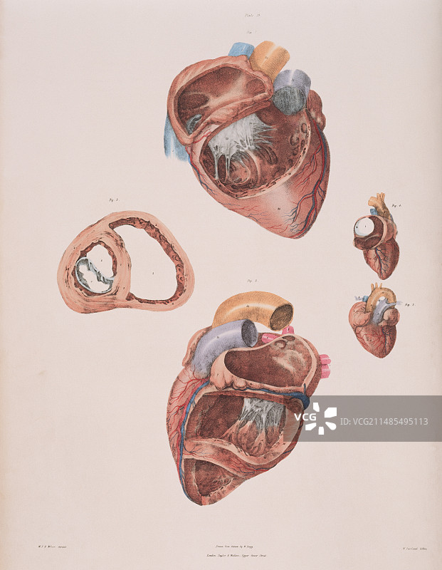 心腔图片素材