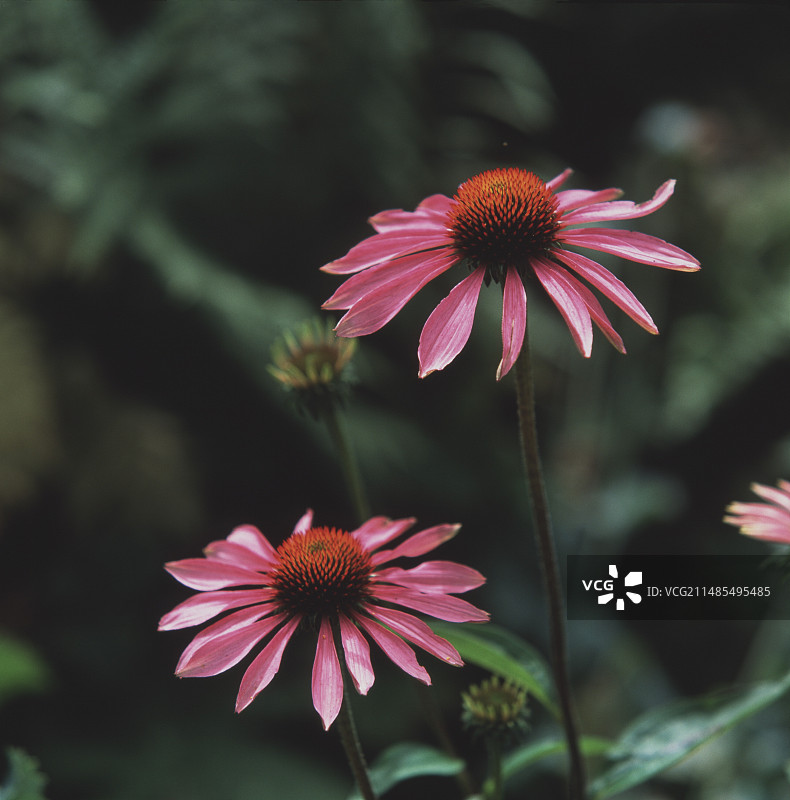 紫色紫锥花图片素材