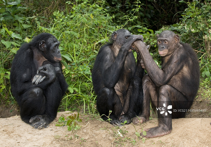 倭黑猩猩图片素材