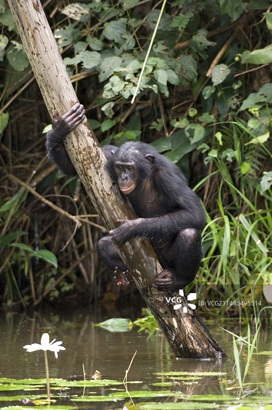 倭黑猩猩图片素材