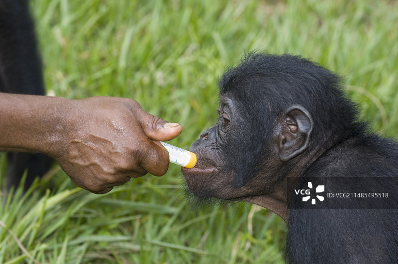倭黑猩猩保护图片素材