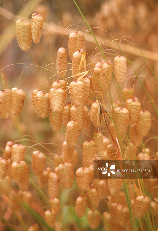 草籽荚图片素材