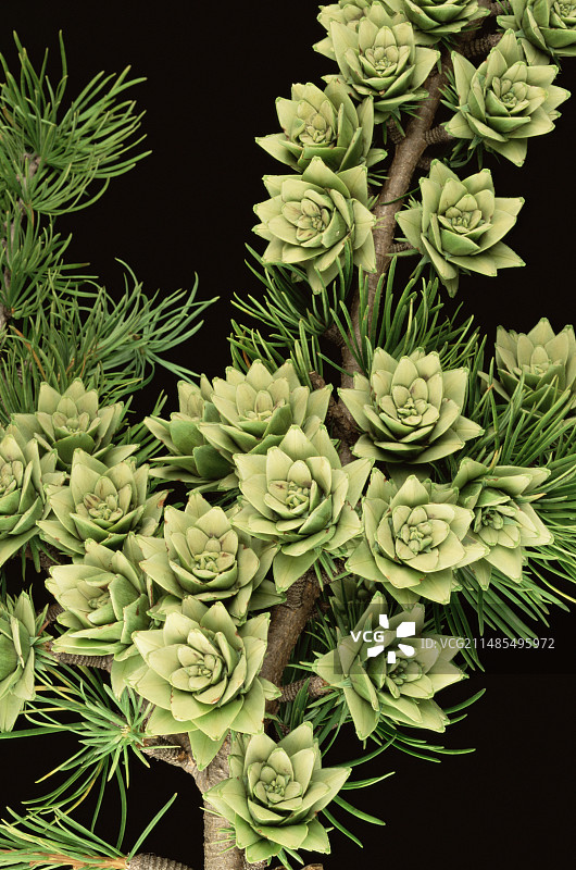 金钱松图片素材