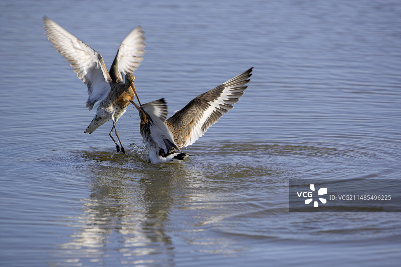 黑尾塍鹬打斗图片素材