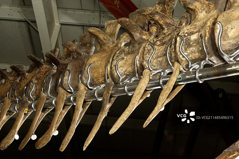 霸王龙骨架图片素材