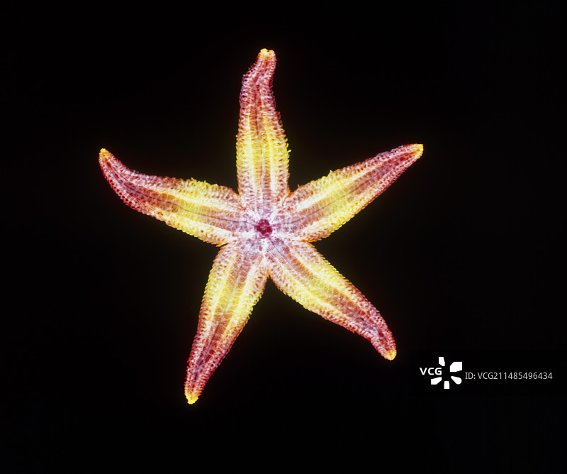 海星图片素材