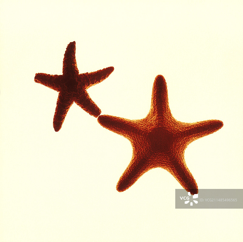 海星图片素材