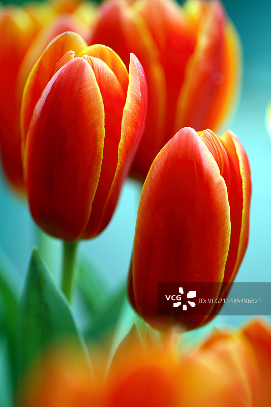 郁金香（‘阿珀尔多伦精英’）图片素材