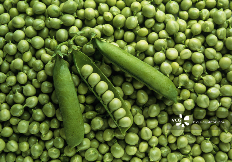 花园豌豆图片素材