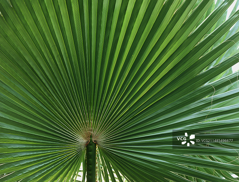 棕榈叶图片素材
