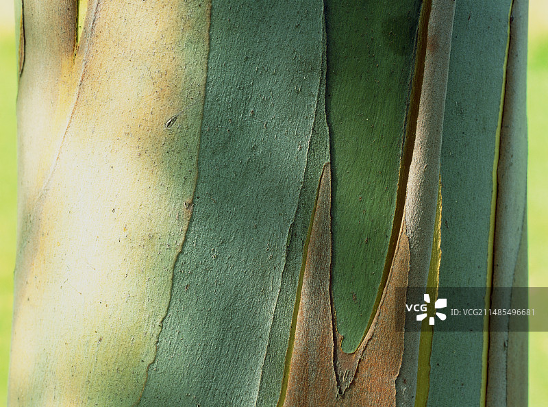 黑色莎莉树干图片素材