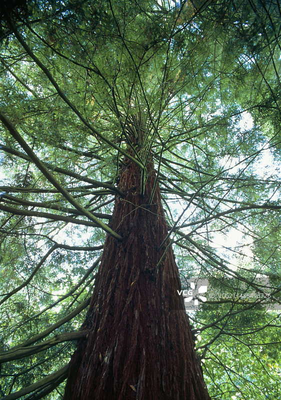 海岸红杉图片素材