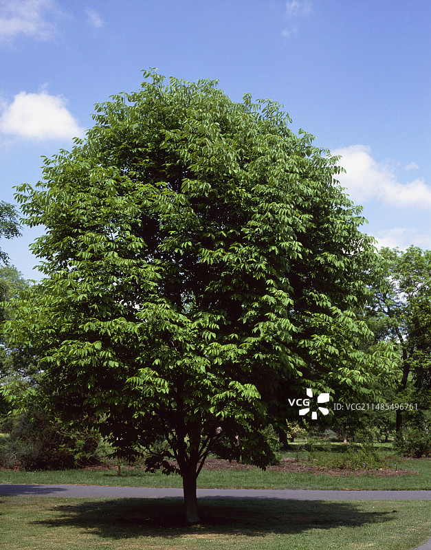 白蜡树图片素材