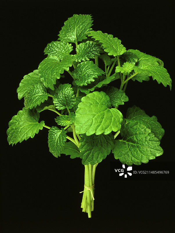 柠檬香蜂草图片素材