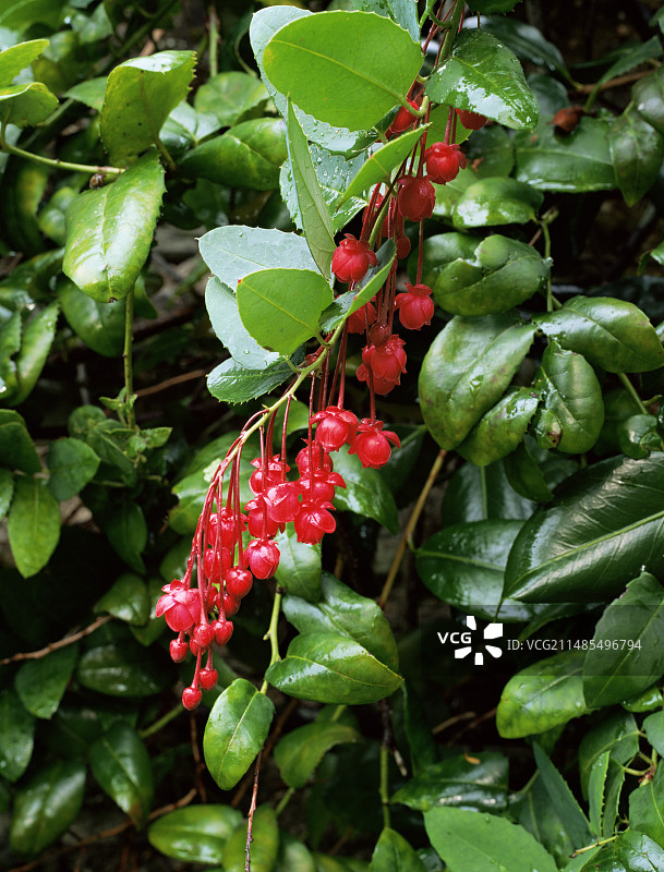 珊瑚花图片素材