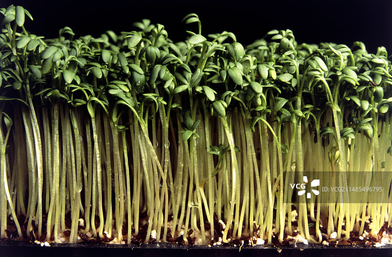 水田芥图片素材