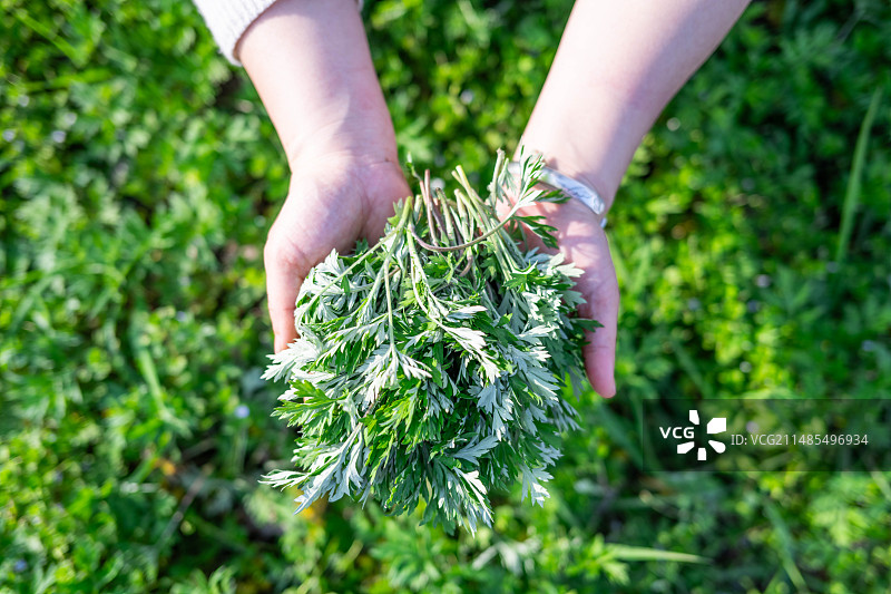 手捧采摘中草药食材艾草图片素材