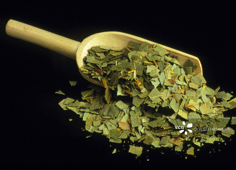 桉树叶图片素材