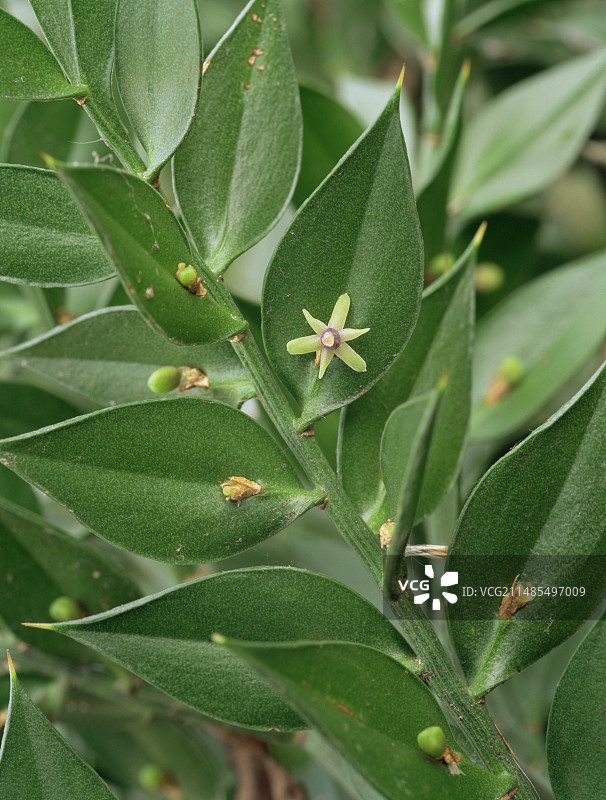 假叶树图片素材