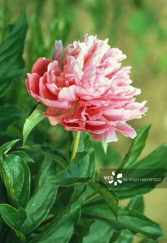 牡丹植物图片素材