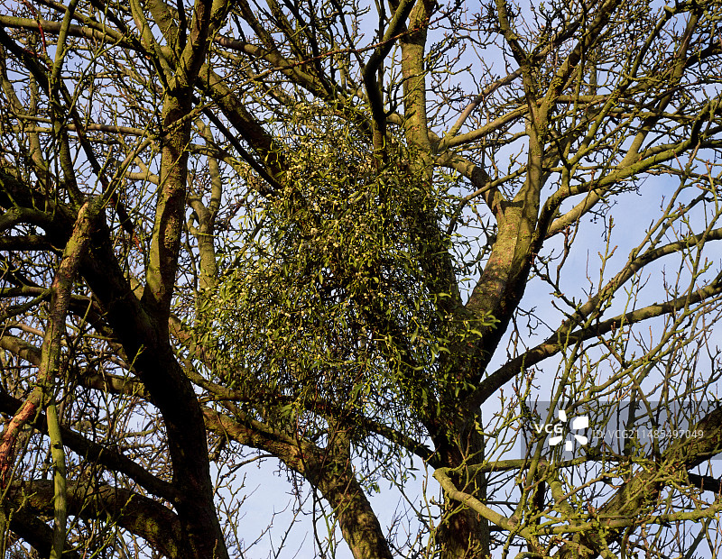 槲寄生图片素材